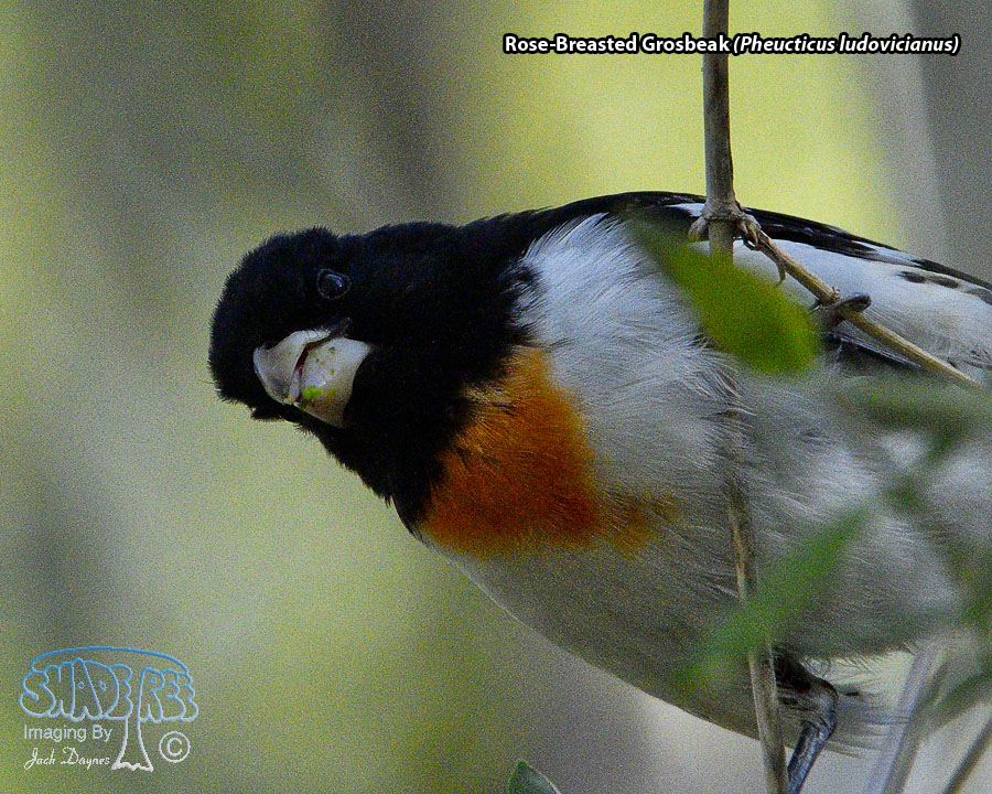 Rose-Breasted Grosbeak - Pheucticus ludovicianus
