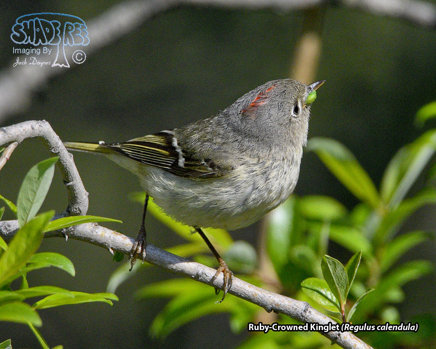 Ruby-Crowned Kinglet - Regulus calendula