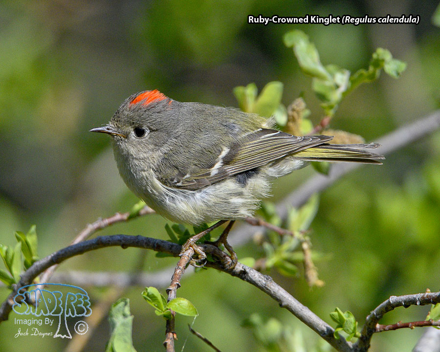 Ruby-Crowned Kinglet - Regulus calendula