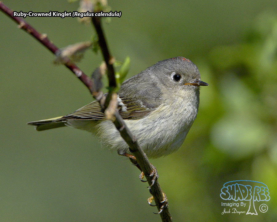 Ruby-Crowned Kinglet - Regulus calendula
