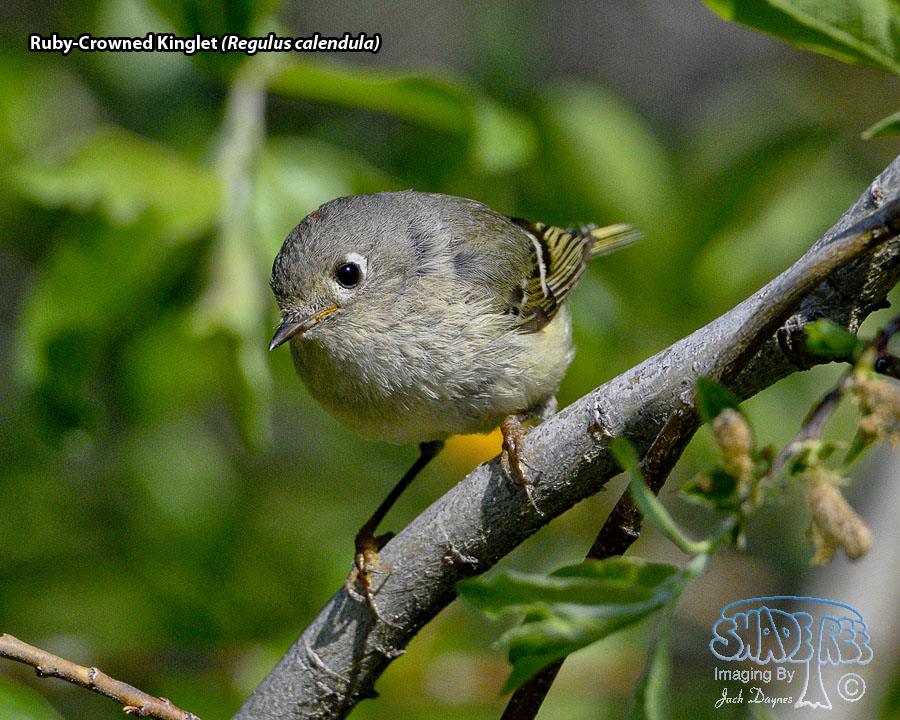 Ruby-Crowned Kinglet - Regulus calendula