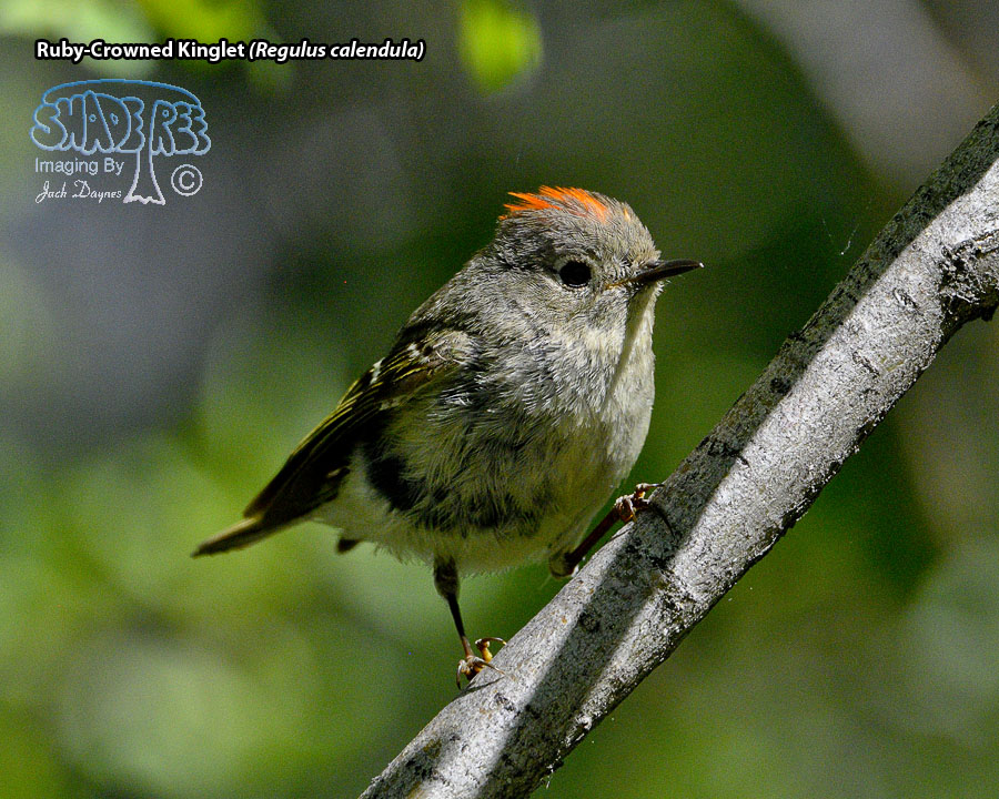 Ruby-Crowned Kinglet - Regulus calendula