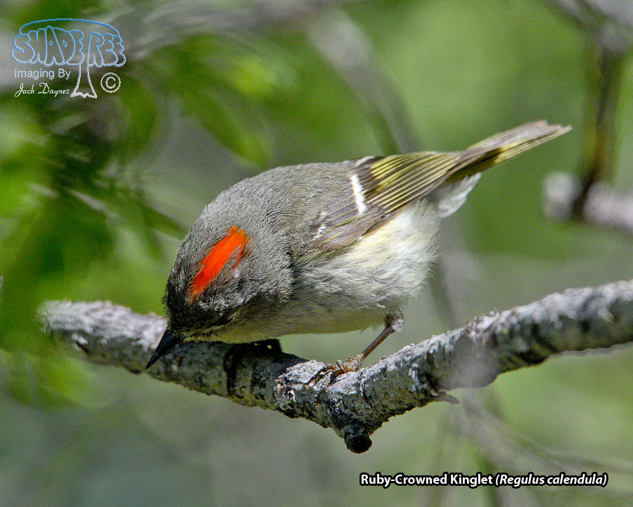 Ruby-Crowned Kinglet - Regulus calendula