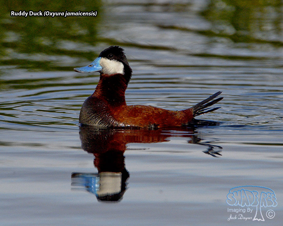 Ruddy Duck - Oxyura jamaicensis