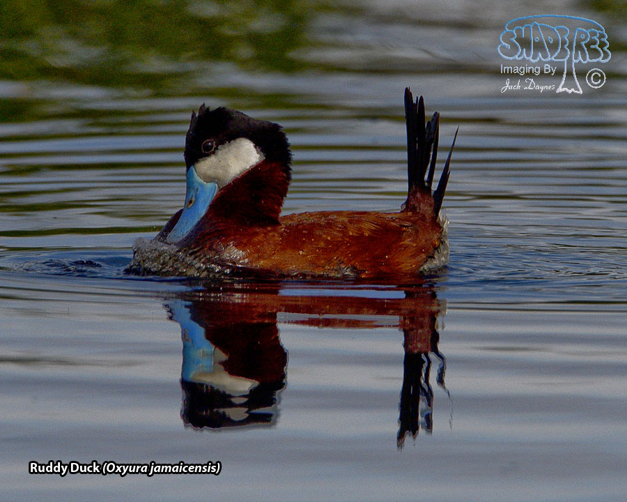 Ruddy Duck - Oxyura jamaicensis