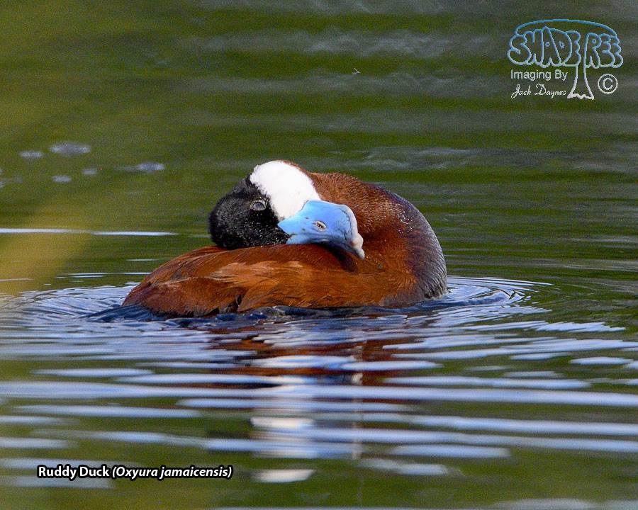 Ruddy Duck - Oxyura jamaicensis