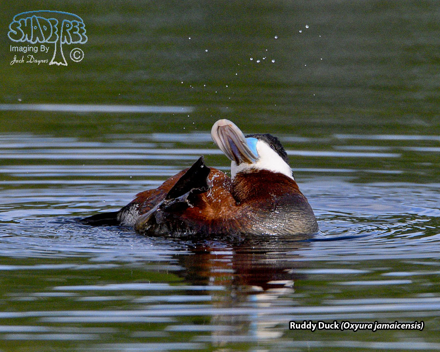 Ruddy Duck - Oxyura jamaicensis