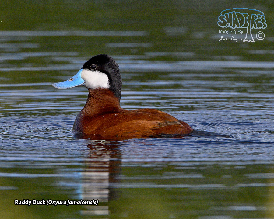 Ruddy Duck - Oxyura jamaicensis