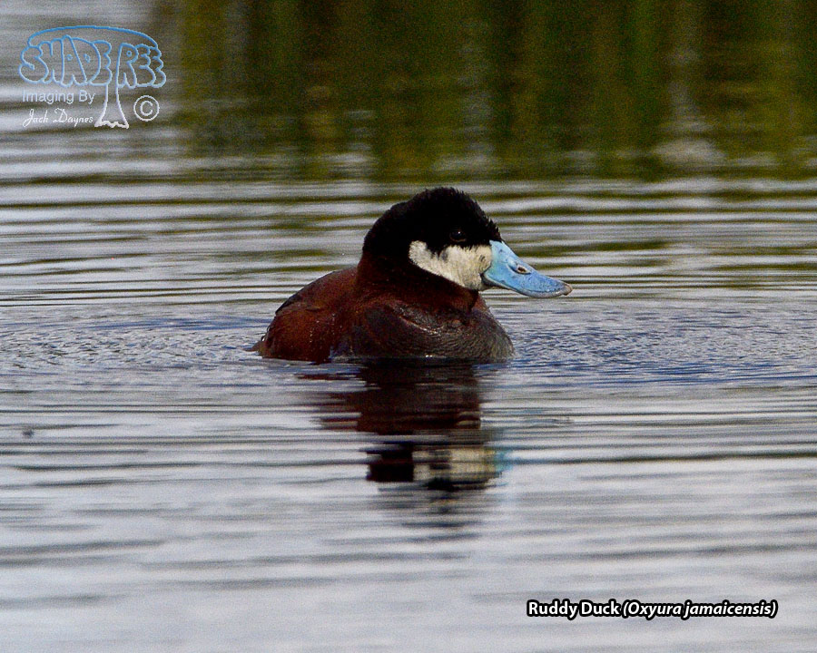 Ruddy Duck - Oxyura jamaicensis