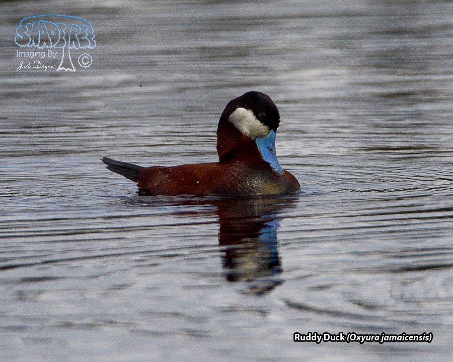 Ruddy Duck - Oxyura jamaicensis
