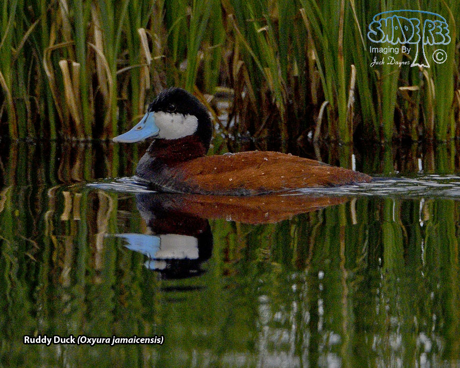 Ruddy Duck - Oxyura jamaicensis