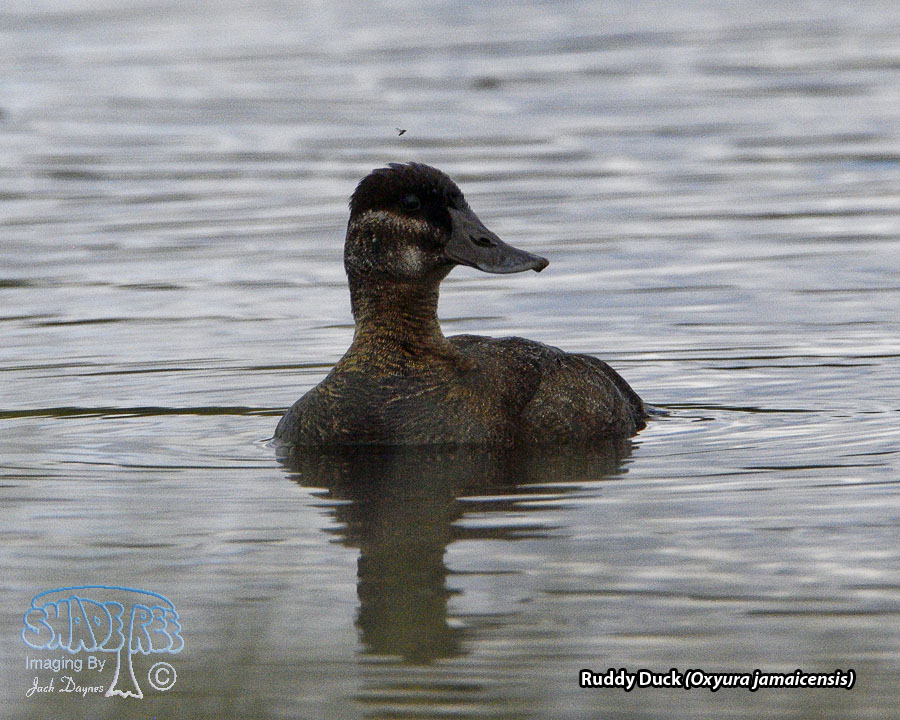 Ruddy Duck - Oxyura jamaicensis