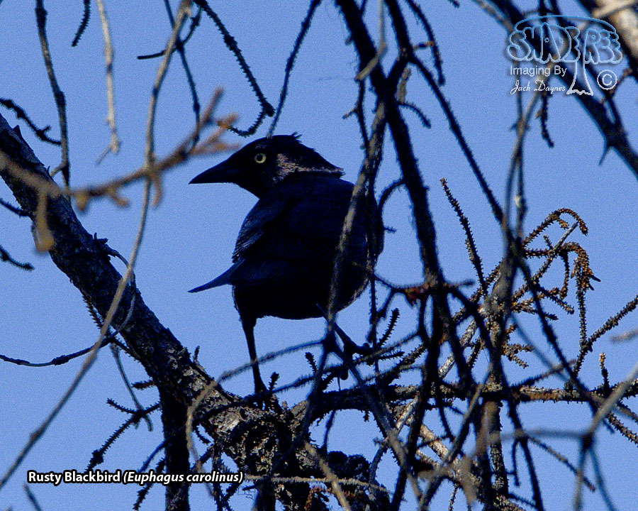 Rusty Blackbird - Euphagus carolinus