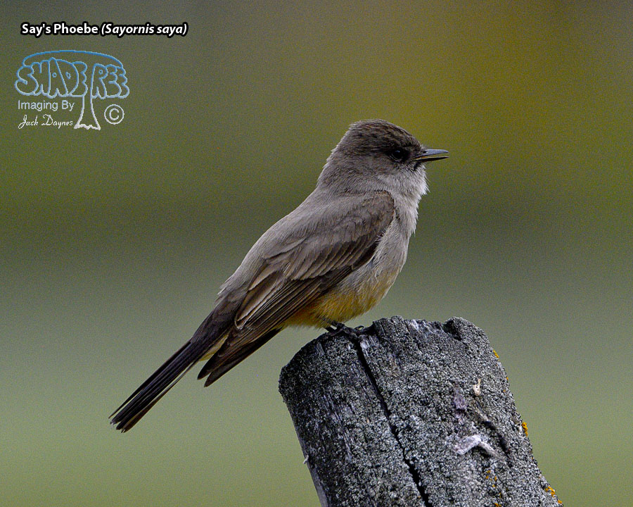 Say's Phoebe - Sayornis saya