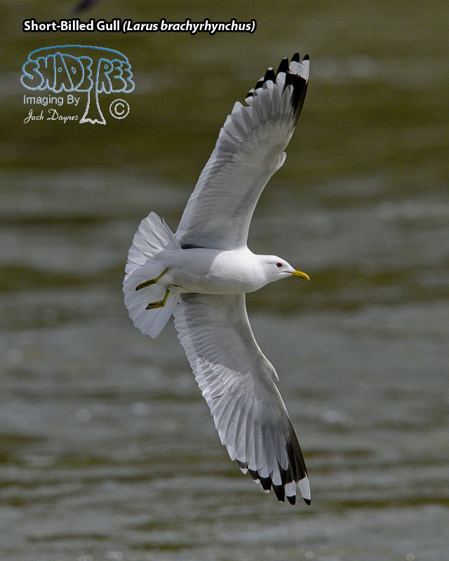 Short-Billed Gull - Larus brachyrhynchus