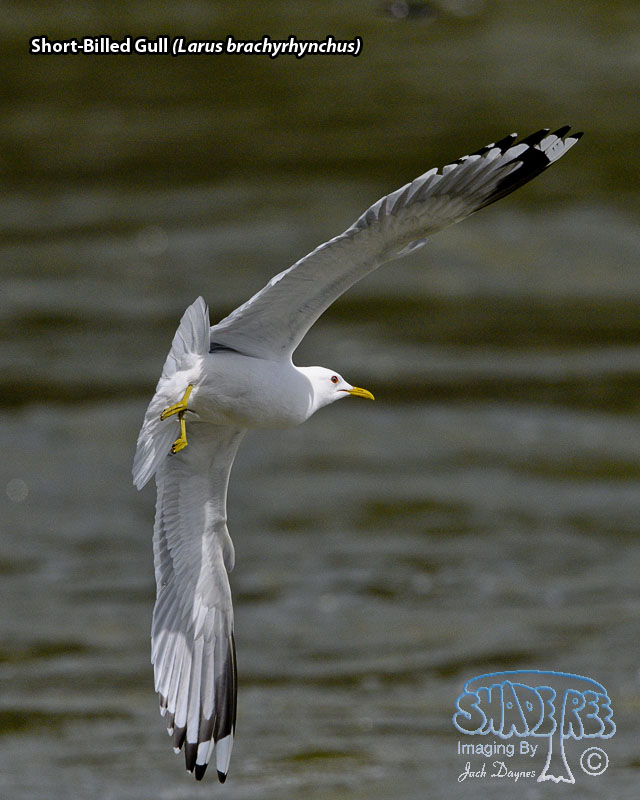 Short-Billed Gull - Larus brachyrhynchus