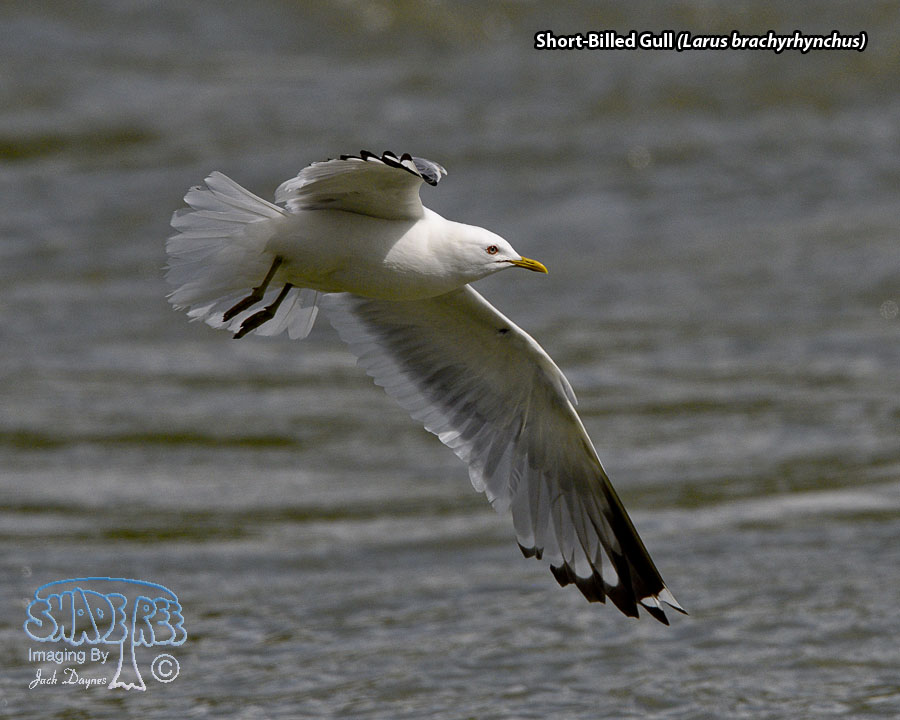 Short-Billed Gull - Larus brachyrhynchus