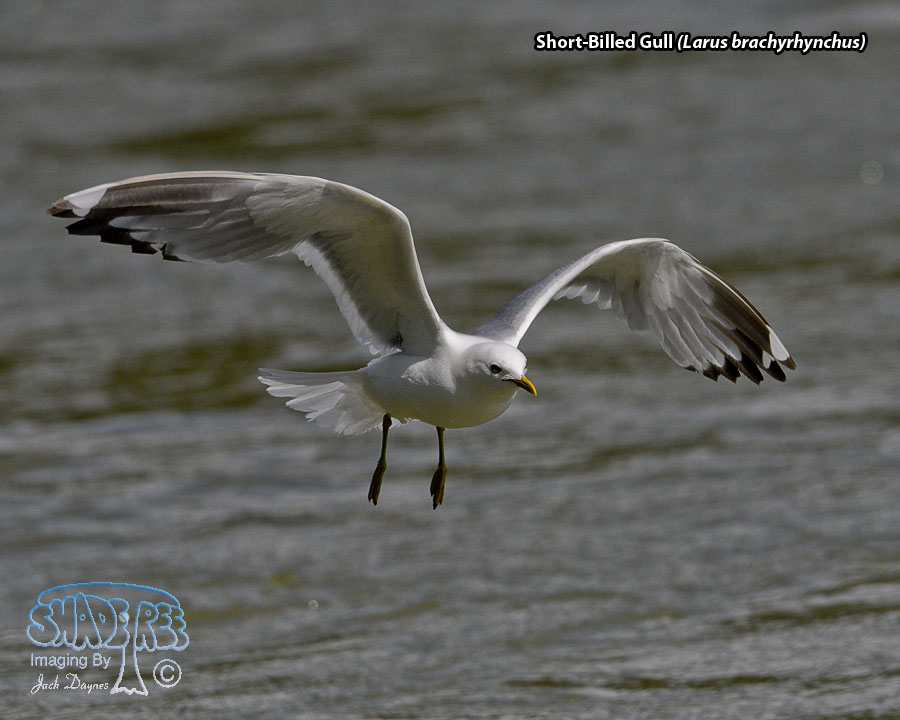 Short-Billed Gull - Larus brachyrhynchus