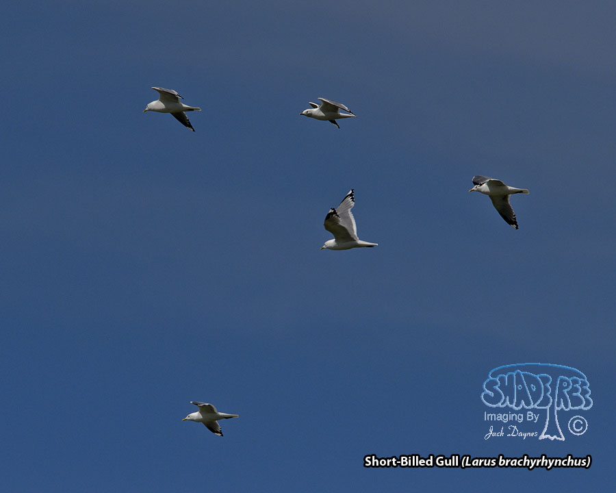 Short-Billed Gull - Larus brachyrhynchus