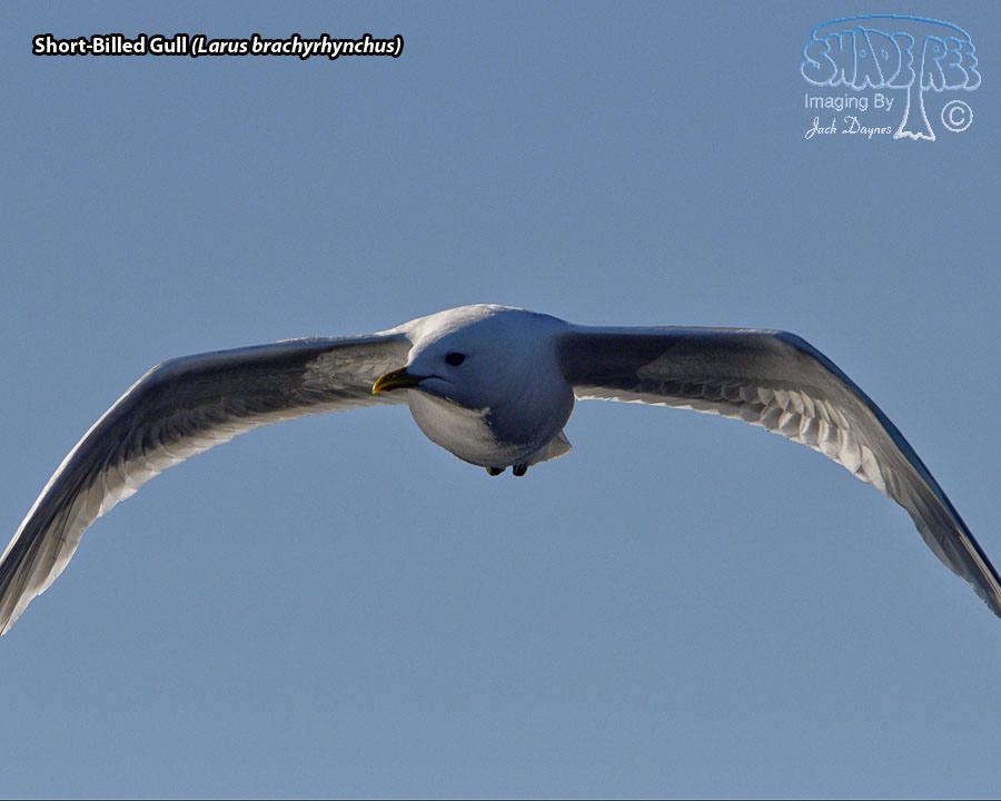 Short-Billed Gull - Larus brachyrhynchus