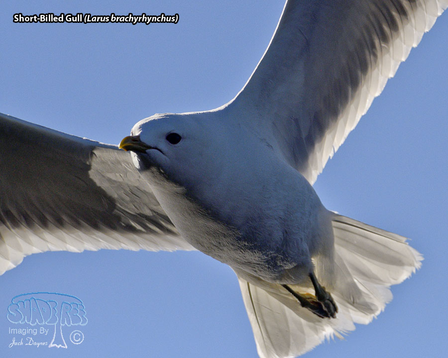 Short-Billed Gull - Larus brachyrhynchus