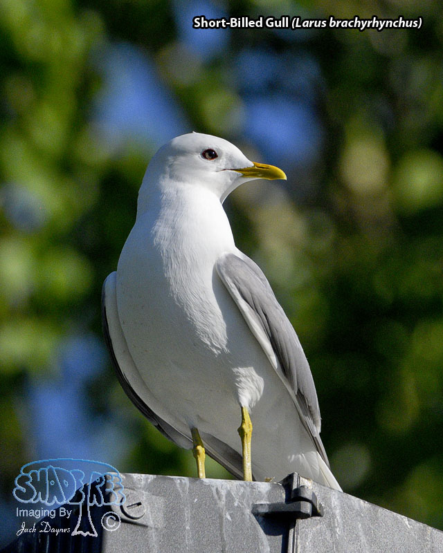 Short-Billed Gull - Larus brachyrhynchus