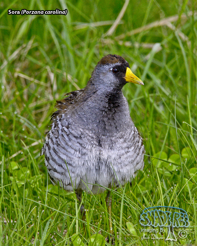 Sora - Porzana carolina