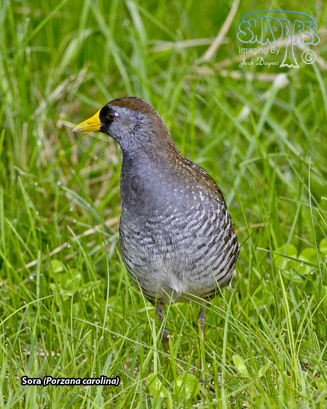 Sora - Porzana carolina