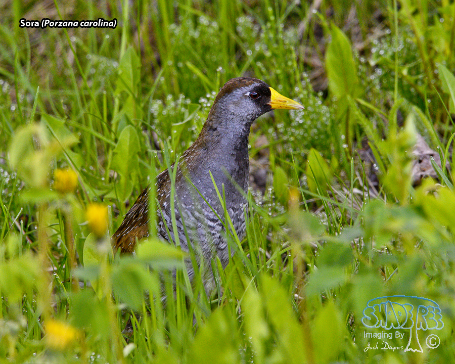 Sora - Porzana carolina