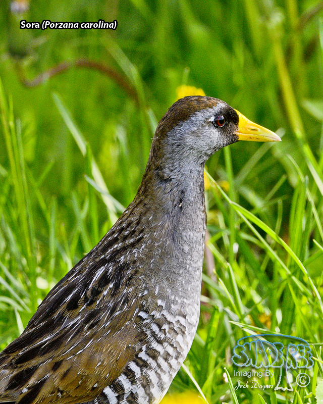Sora - Porzana carolina