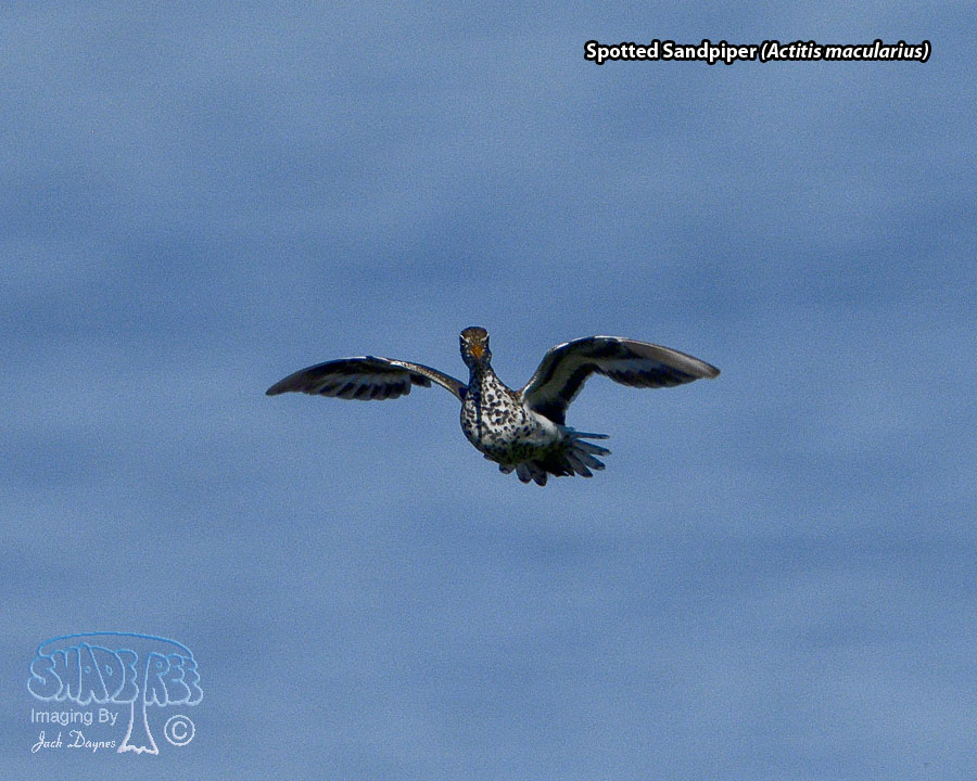 Spotted Sandpiper - Actitis macularius