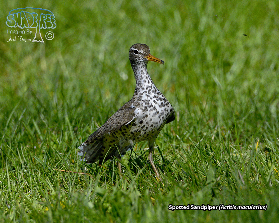 Spotted Sandpiper - Actitis macularius