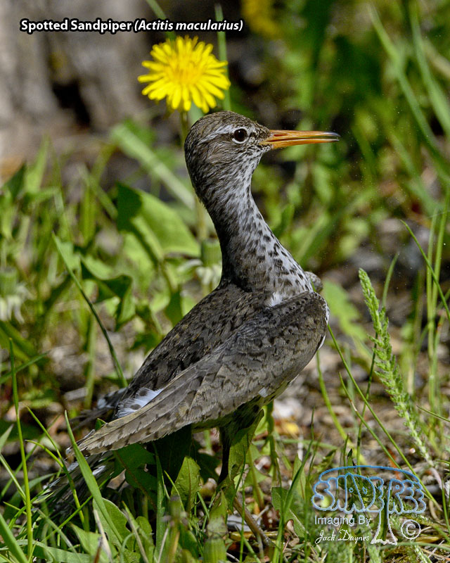 Spotted Sandpiper - Actitis macularius