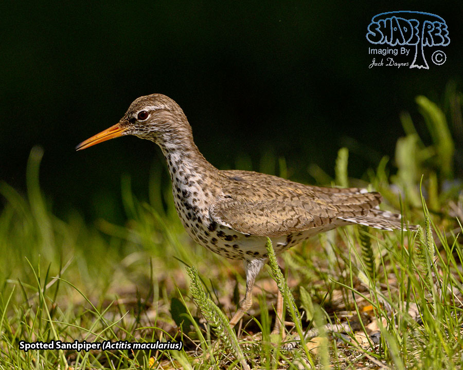 Spotted Sandpiper - Actitis macularius