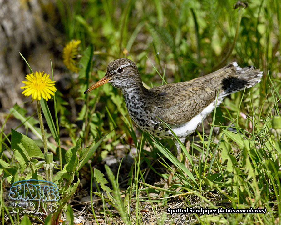 Spotted Sandpiper - Actitis macularius