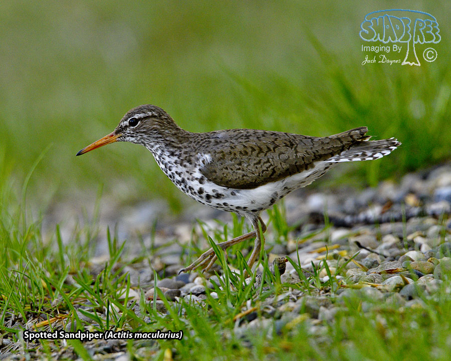 Spotted Sandpiper - Actitis macularius