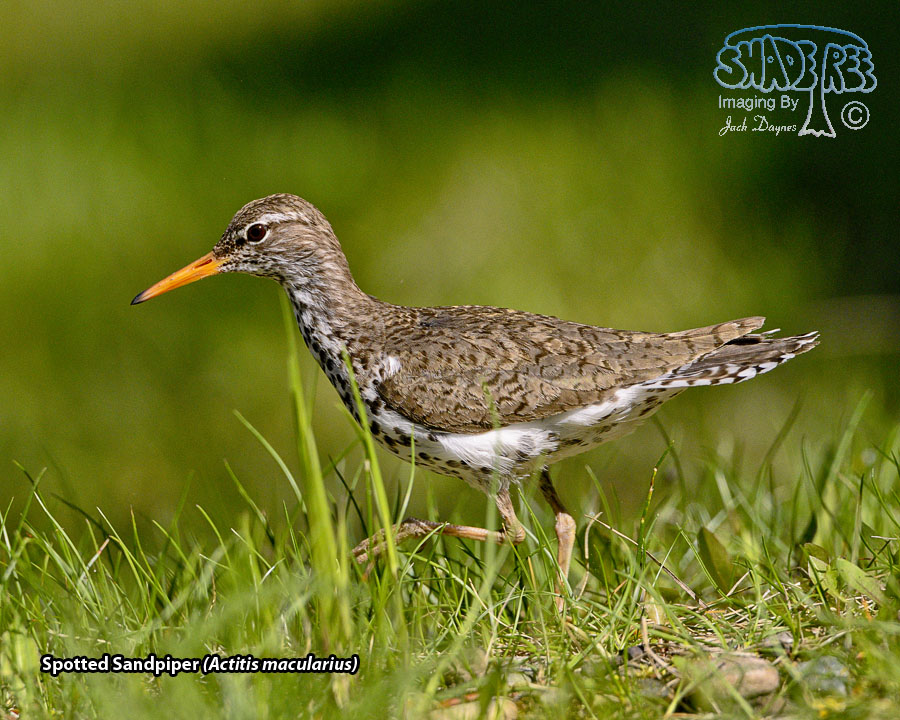 Spotted Sandpiper - Actitis macularius