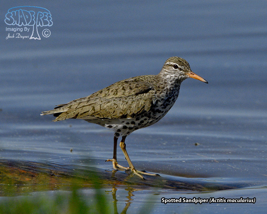 Spotted Sandpiper - Actitis macularius