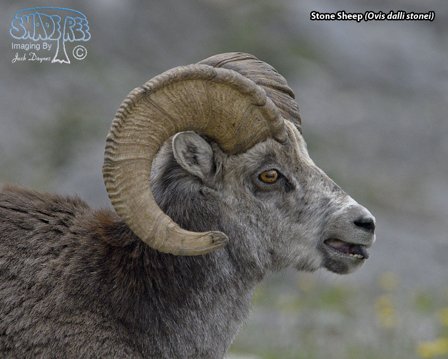 Stone Sheep - Ovis dalli stonei