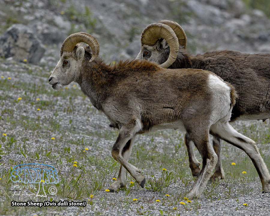 Stone Sheep - Ovis dalli stonei