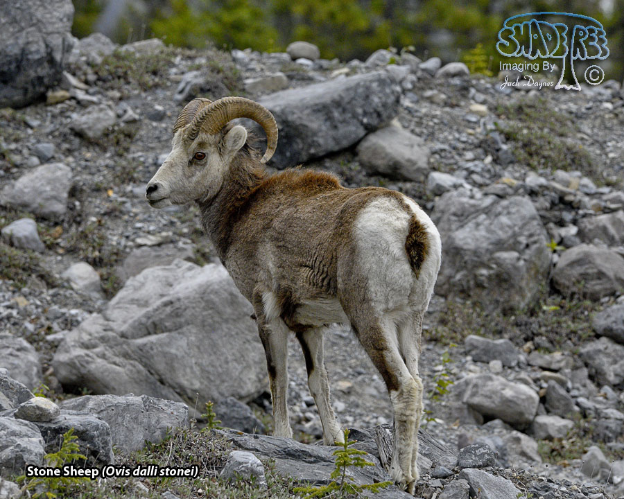 Stone Sheep - Ovis dalli stonei