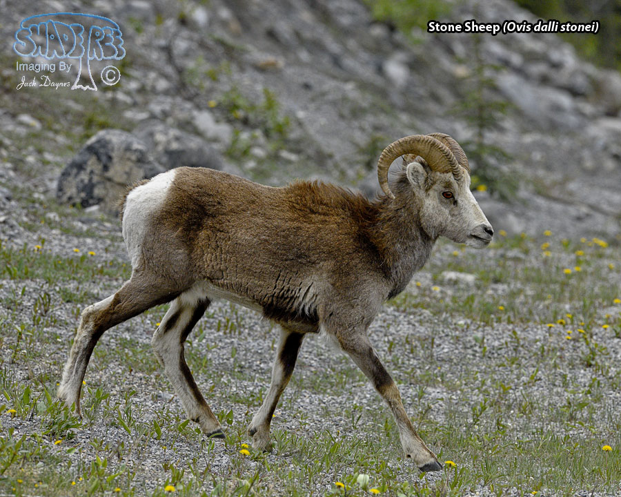 Stone Sheep - Ovis dalli stonei