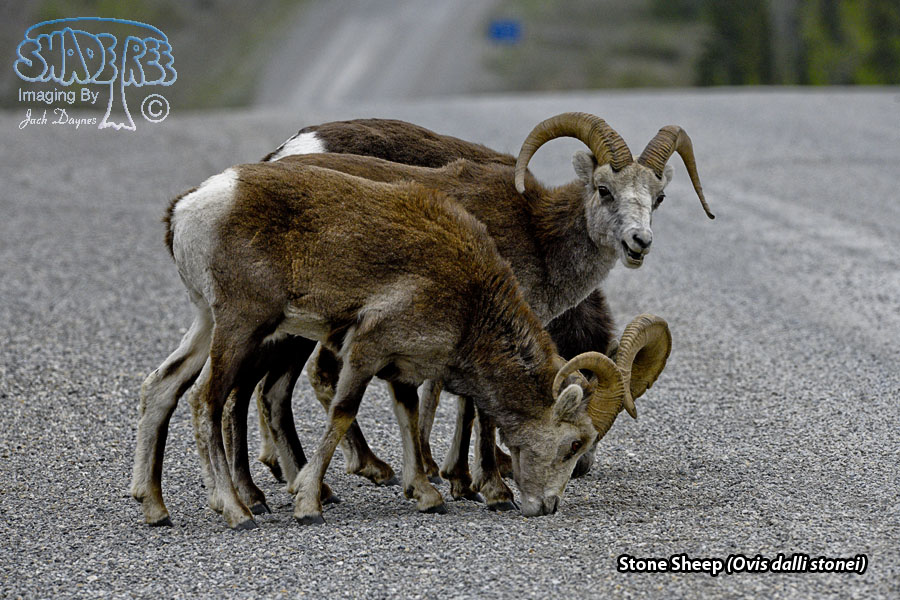 Stone Sheep - Ovis dalli stonei