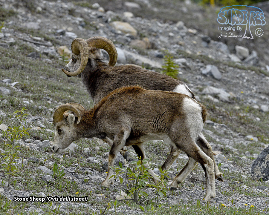 Stone Sheep - Ovis dalli stonei