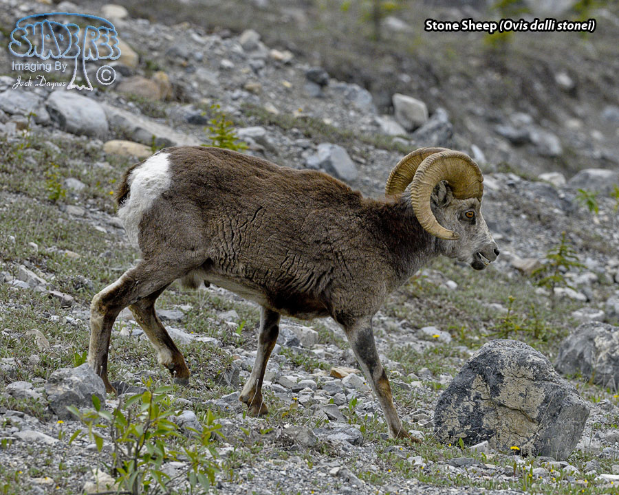 Stone Sheep - Ovis dalli stonei
