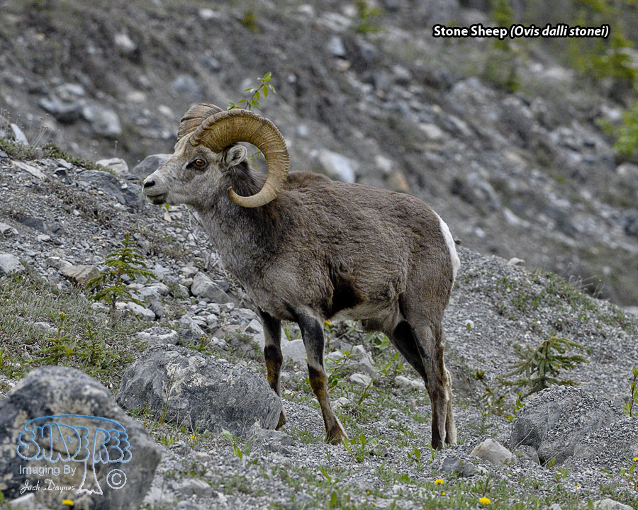 Stone Sheep - Ovis dalli stonei