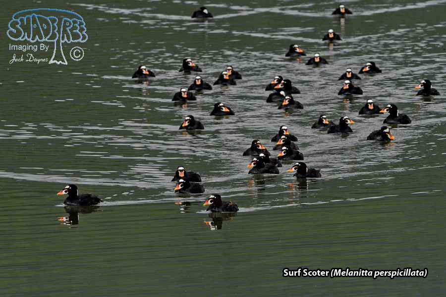 Surf Scoter - Melanitta perspicillata