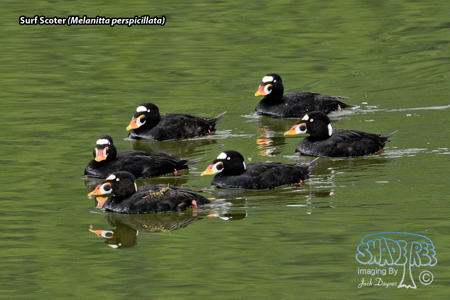 Surf Scoter - Melanitta perspicillata
