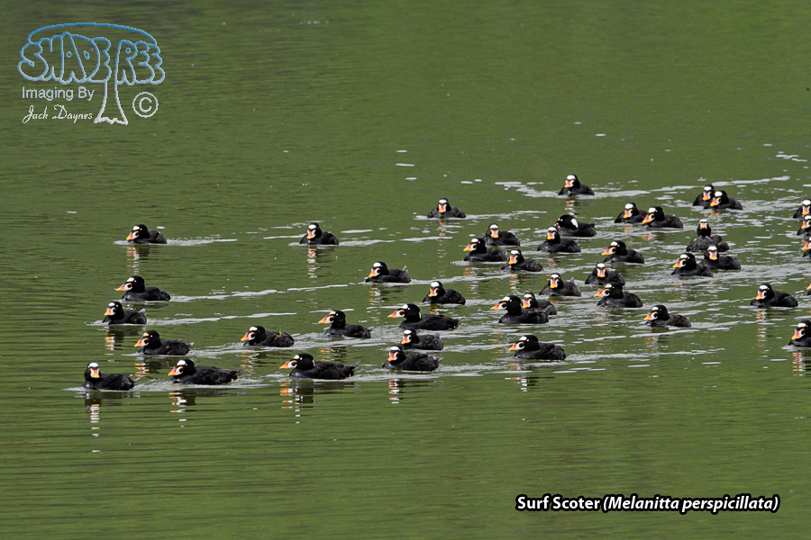 Surf Scoter - Melanitta perspicillata