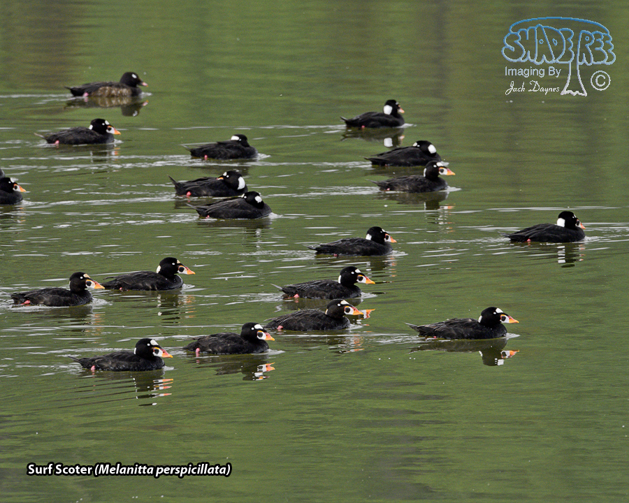 Surf Scoter - Melanitta perspicillata